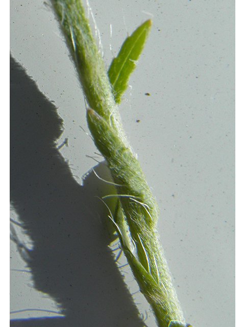 Machaeranthera gracilis (Slender goldenweed) #82112