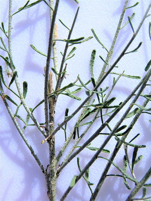 Psorothamnus scoparius (Broom dalea) #82138