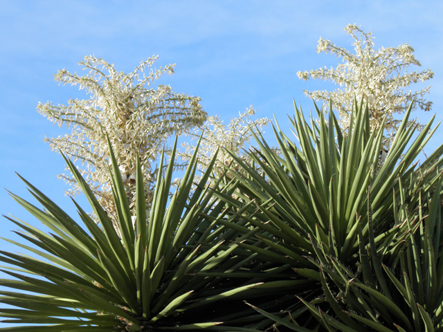Yucca faxoniana (Faxon yucca) #82199
