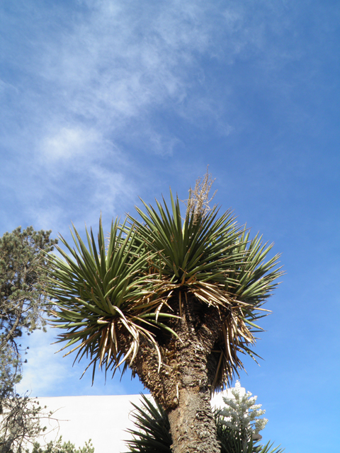 Yucca faxoniana (Faxon yucca) #82201