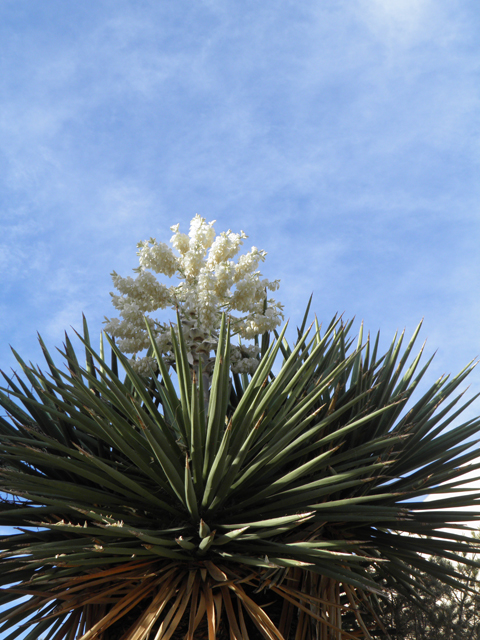 Yucca faxoniana (Faxon yucca) #82202