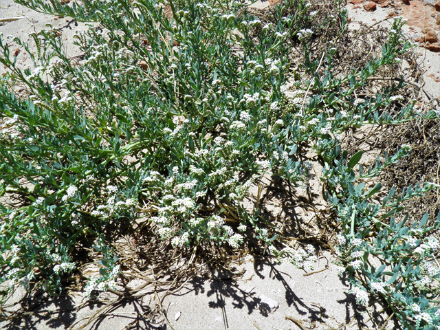 Heliotropium curassavicum (Salt heliotrope) #82233