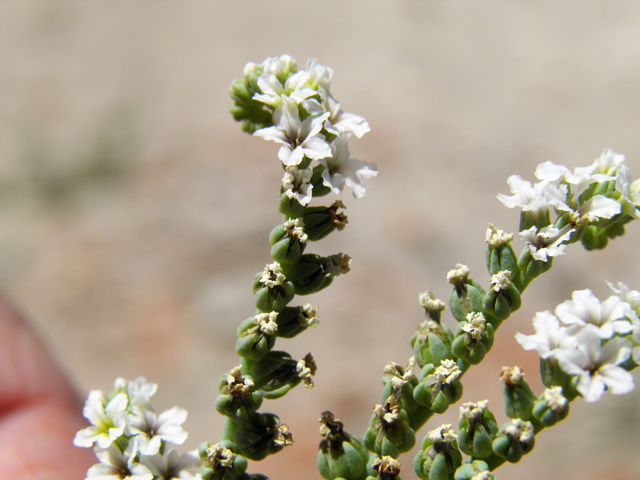 Heliotropium curassavicum (Salt heliotrope) #82234