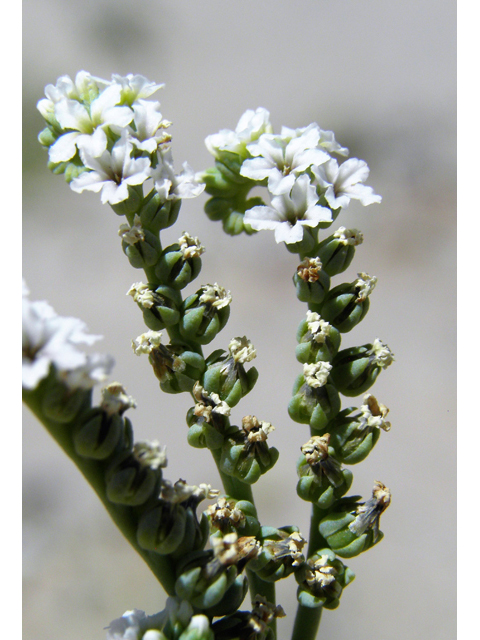 Heliotropium curassavicum (Salt heliotrope) #82235