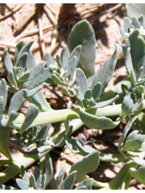 Heliotropium curassavicum (Salt heliotrope) #82236