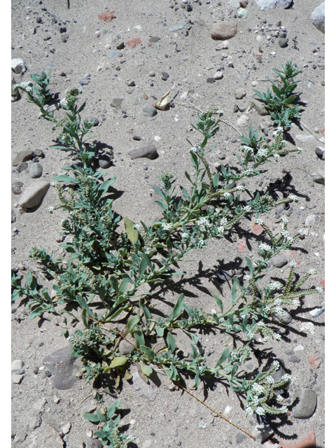 Heliotropium curassavicum (Salt heliotrope) #82238