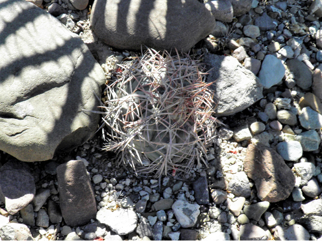 Echinocactus horizonthalonius (Devilshead) #82297