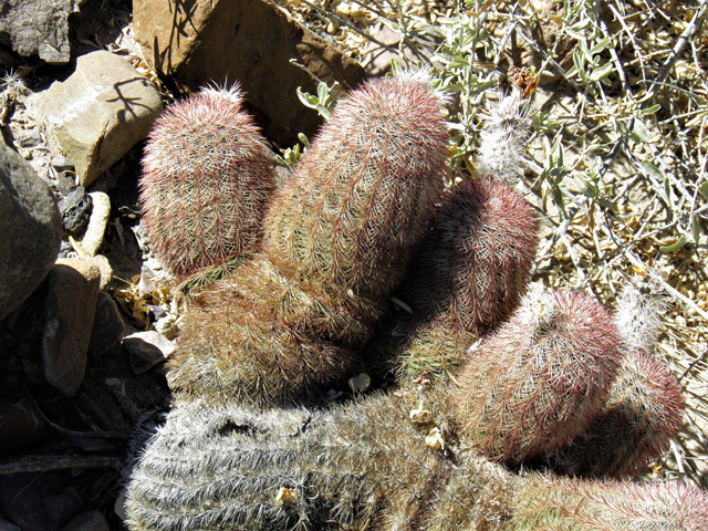 Echinocereus dasyacanthus (Texas rainbow cactus) #82298