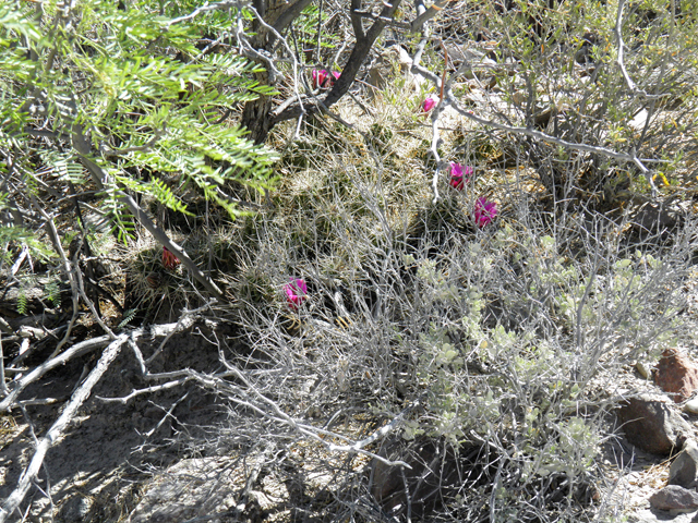 Echinocereus enneacanthus (Pitaya) #82305