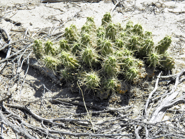 Echinocereus enneacanthus (Pitaya) #82312