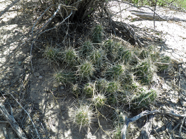 Echinocereus enneacanthus (Pitaya) #82314