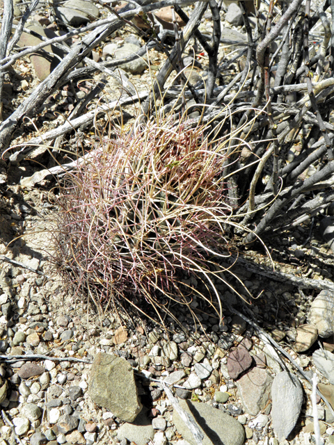Glandulicactus uncinatus var. wrightii (Chihuahuan fishhook cactus) #82316