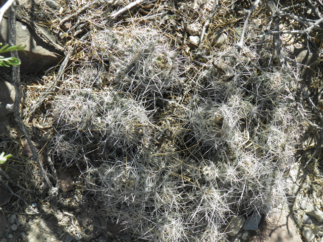 Coryphantha macromeris var. macromeris (Nipple beehive cactus) #82318