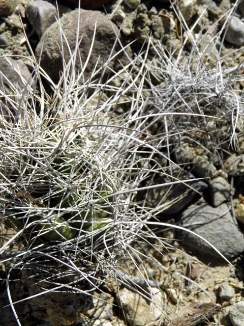 Coryphantha macromeris var. macromeris (Nipple beehive cactus) #82320