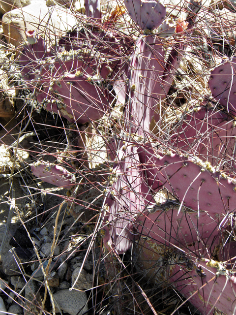 Opuntia macrocentra (Purple pricklypear) #82322