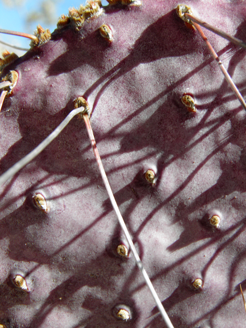 Opuntia macrocentra (Purple pricklypear) #82325