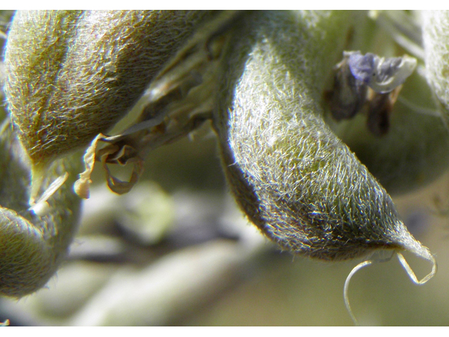 Astragalus mollissimus var. bigelovii (Woolly locoweed) #82358