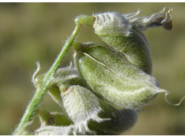 Astragalus mollissimus var. bigelovii (Woolly locoweed) #82359