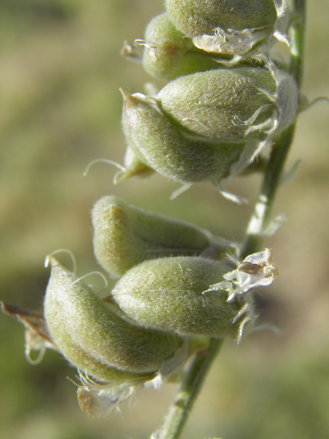 Astragalus mollissimus var. bigelovii (Woolly locoweed) #82360