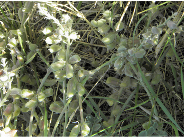 Astragalus mollissimus var. bigelovii (Woolly locoweed) #82361