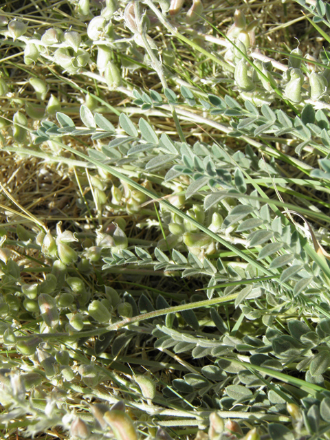 Astragalus mollissimus var. bigelovii (Woolly locoweed) #82362