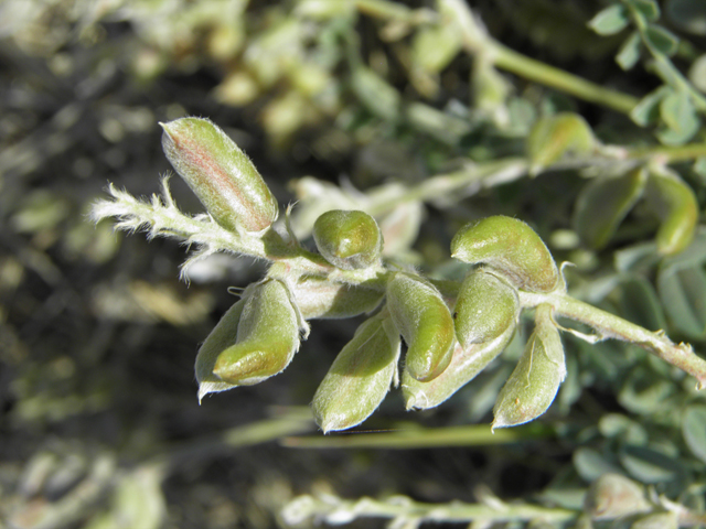Astragalus mollissimus var. bigelovii (Woolly locoweed) #82363