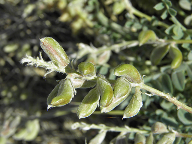 Astragalus mollissimus var. bigelovii (Woolly locoweed) #82364
