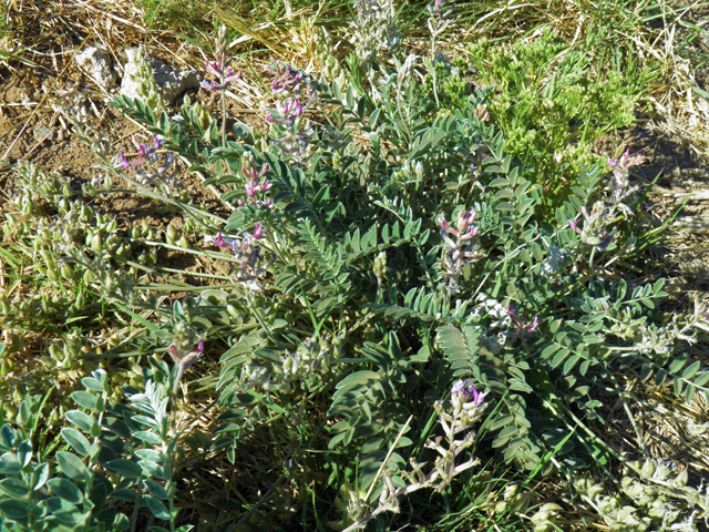Astragalus mollissimus var. bigelovii (Woolly locoweed) #82365