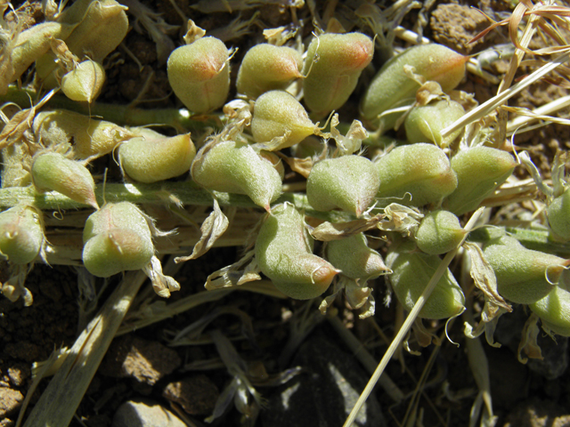 Astragalus mollissimus var. bigelovii (Woolly locoweed) #82366