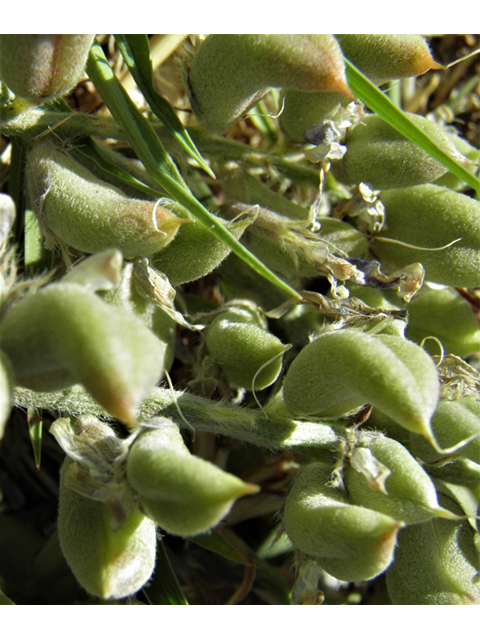 Astragalus mollissimus var. bigelovii (Woolly locoweed) #82367