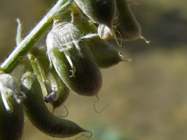Astragalus mollissimus var. bigelovii (Woolly locoweed) #82374