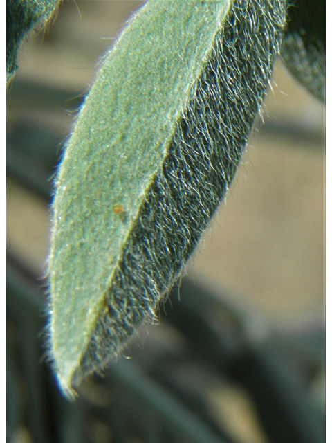 Astragalus mollissimus var. bigelovii (Woolly locoweed) #82378