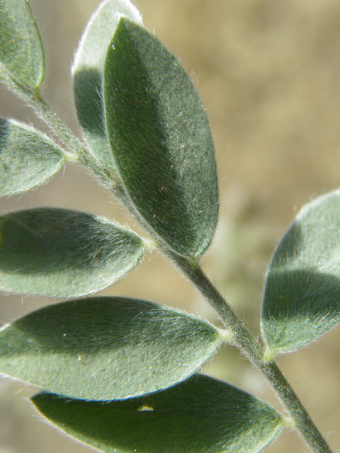 Astragalus mollissimus var. bigelovii (Woolly locoweed) #82379
