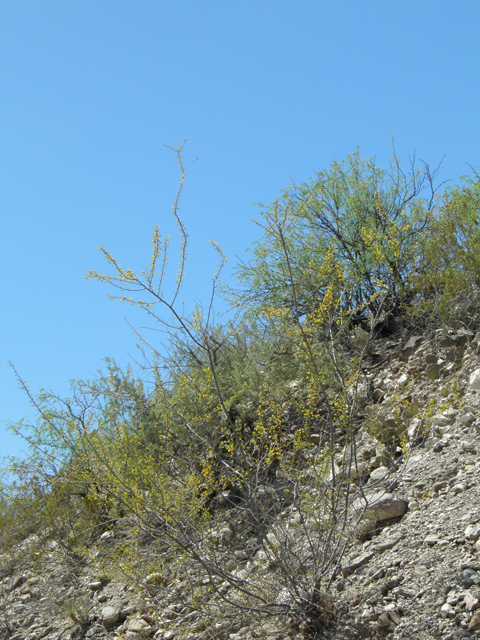 Vachellia vernicosa (Viscid acacia) #82410