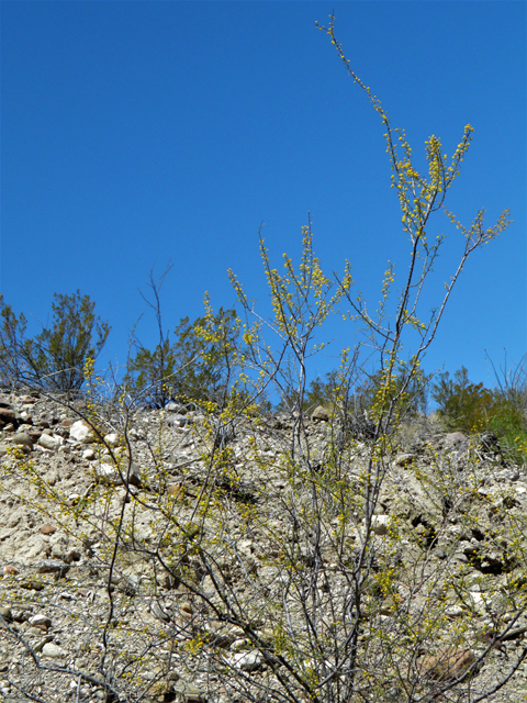 Vachellia vernicosa (Viscid acacia) #82412