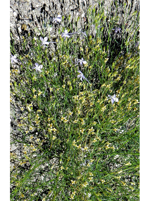 Ipomopsis longiflora (Flaxflowered ipomopsis) #82439