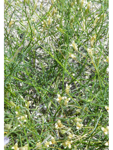 Ipomopsis longiflora (Flaxflowered ipomopsis) #82441