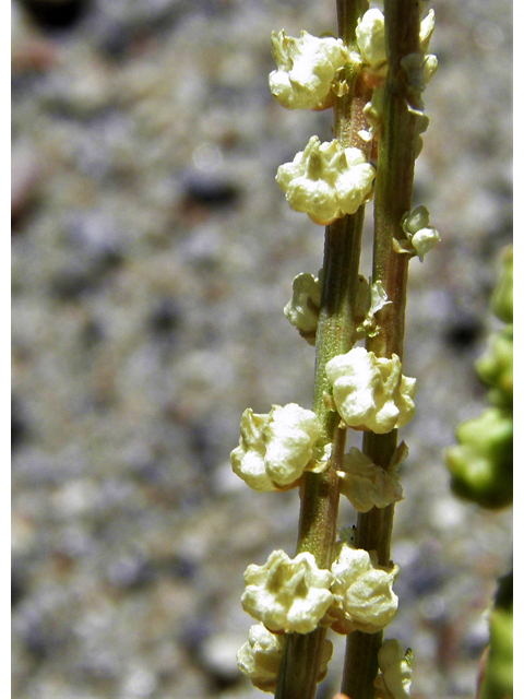 Oligomeris linifolia (Lineleaf whitepuff) #82444