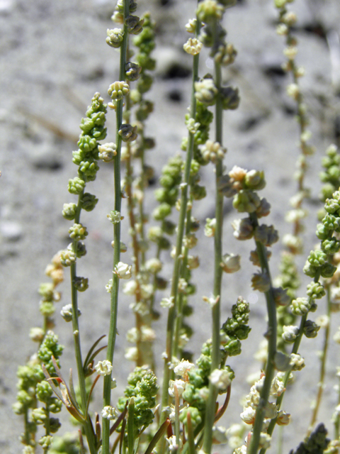 Oligomeris linifolia (Lineleaf whitepuff) #82445