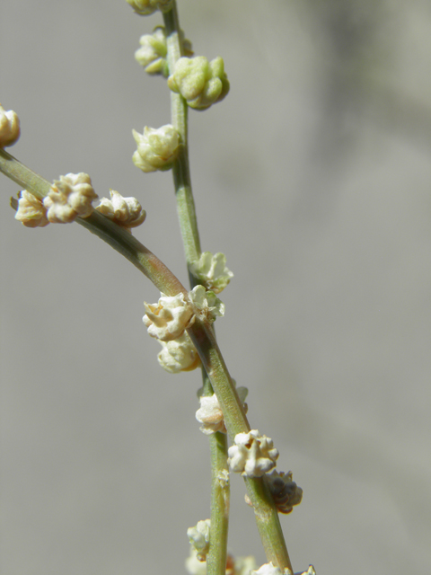 Oligomeris linifolia (Lineleaf whitepuff) #82447