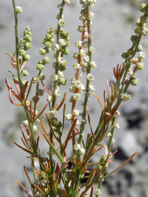 Oligomeris linifolia (Lineleaf whitepuff) #82448