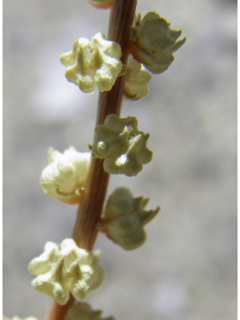 Oligomeris linifolia (Lineleaf whitepuff) #82450
