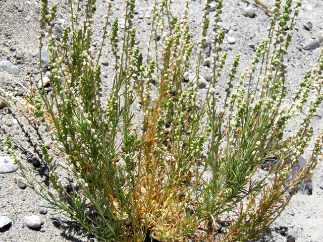 Oligomeris linifolia (Lineleaf whitepuff) #82451
