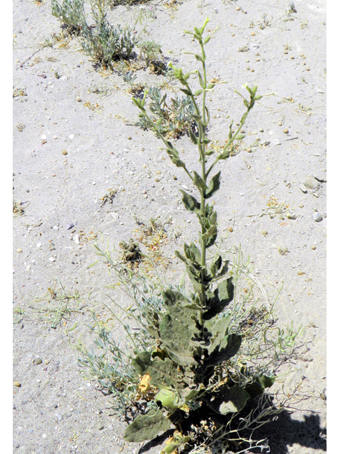 Nicotiana obtusifolia (Desert tobacco) #82493