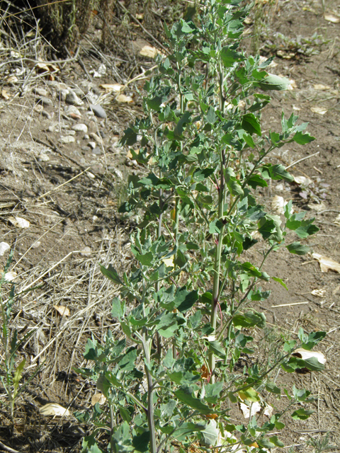 Chenopodium berlandieri (Pitseed goosefoot) #82505