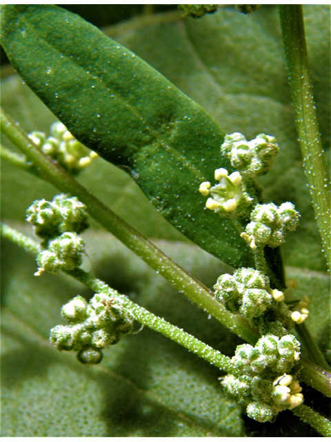 Chenopodium berlandieri (Pitseed goosefoot) #82506