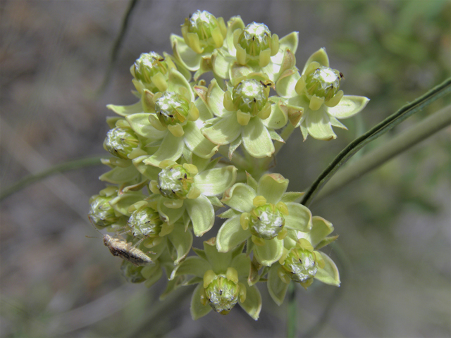 Asclepias engelmanniana (Engelmann's milkweed) #82514