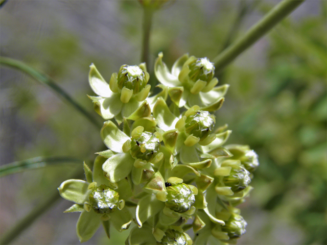 Asclepias engelmanniana (Engelmann's milkweed) #82515