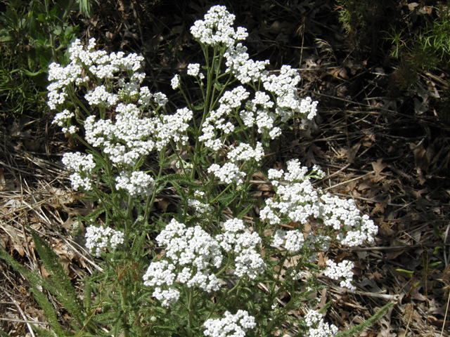 Achillea millefolium var. occidentalis (Western yarrow) #82530
