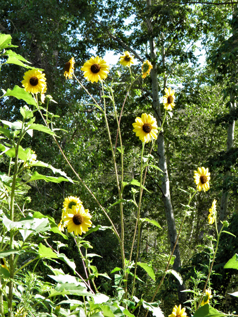 Helianthus annuus (Common sunflower) #82540